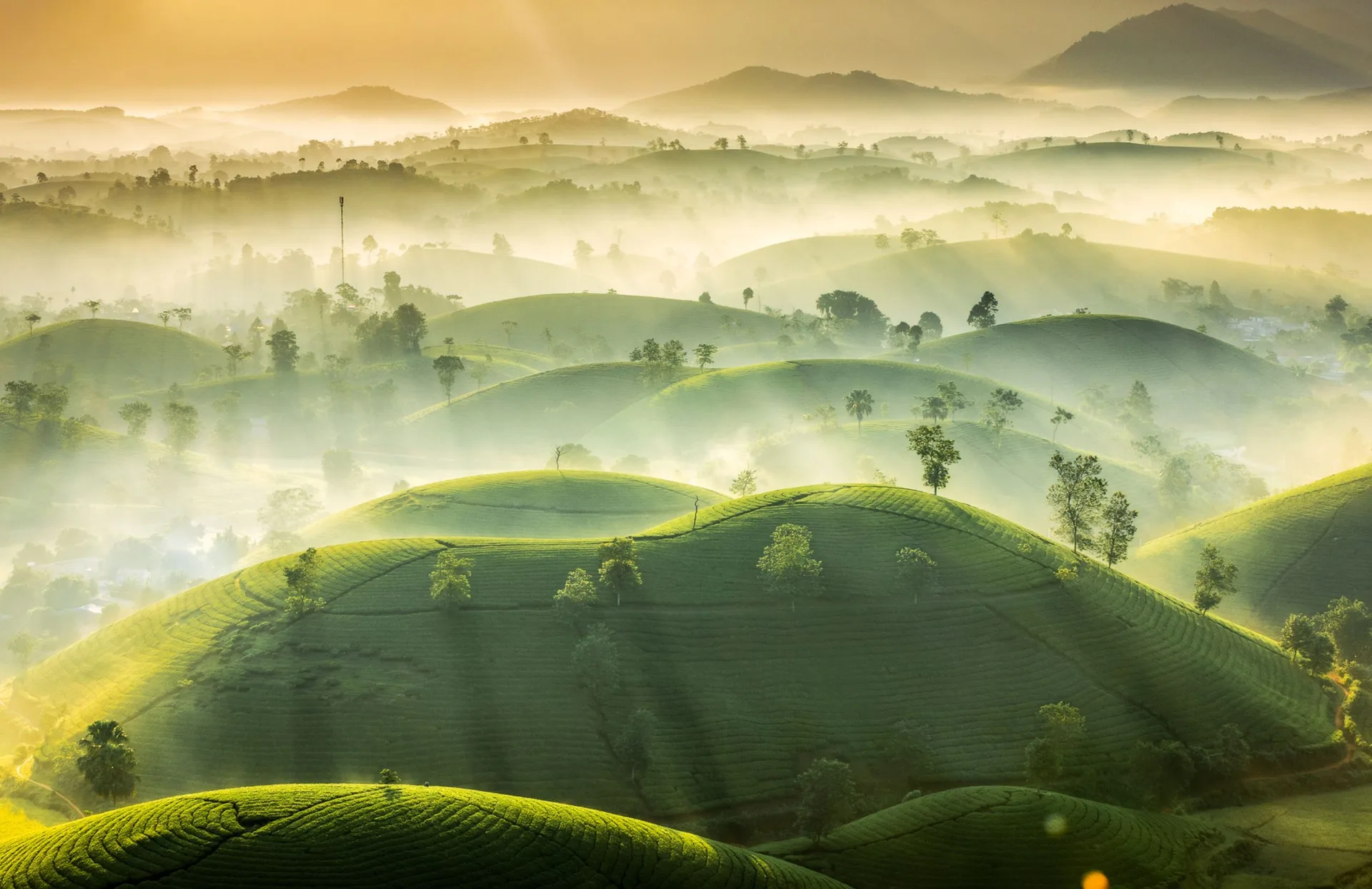 Les paysages spectaculaires du plateau de thé Long Coc, Phu