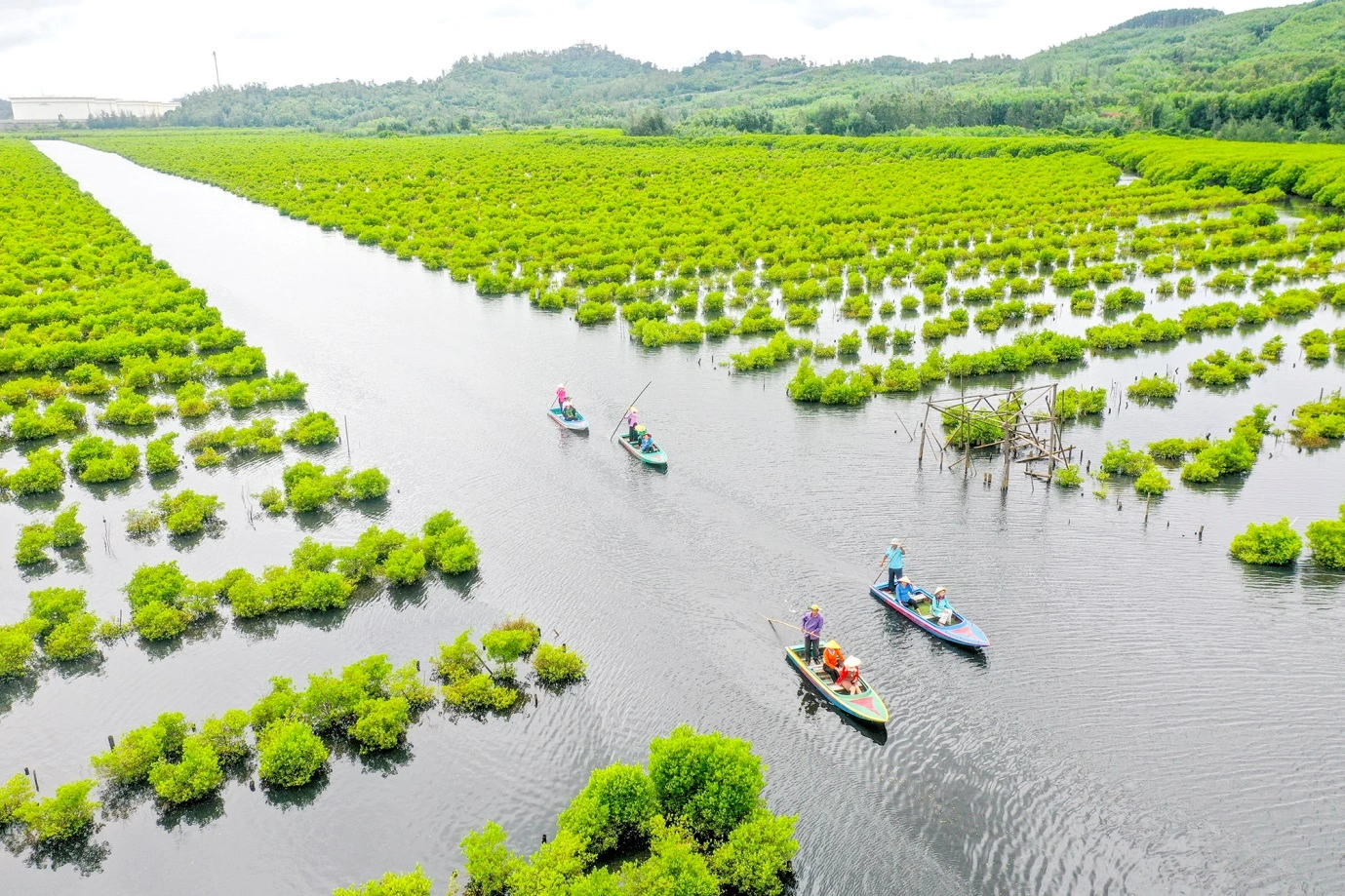 Exploring the mangrove forest of Bau Ca Cai, Quang Ngai