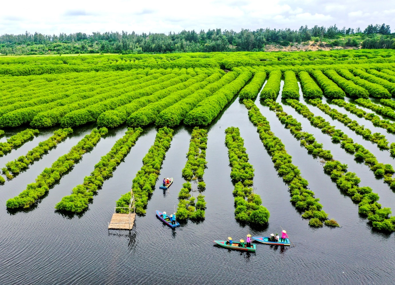 Exploring the mangrove forest of Bau Ca Cai, Quang Ngai