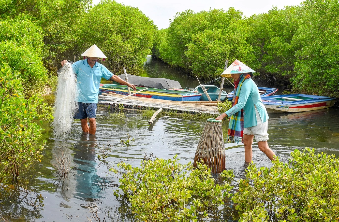 Exploring the mangrove forest of Bau Ca Cai, Quang Ngai