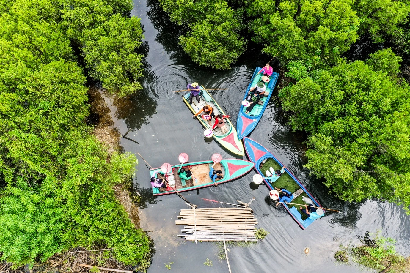 Exploring the mangrove forest of Bau Ca Cai, Quang Ngai