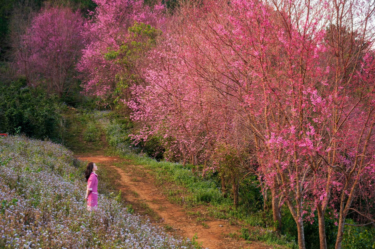 mai anh đào nở rộ