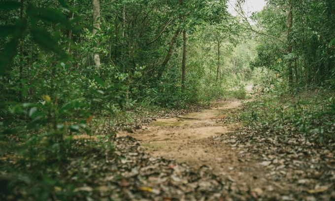 Đường trekking trong VQG Phú Quốc.