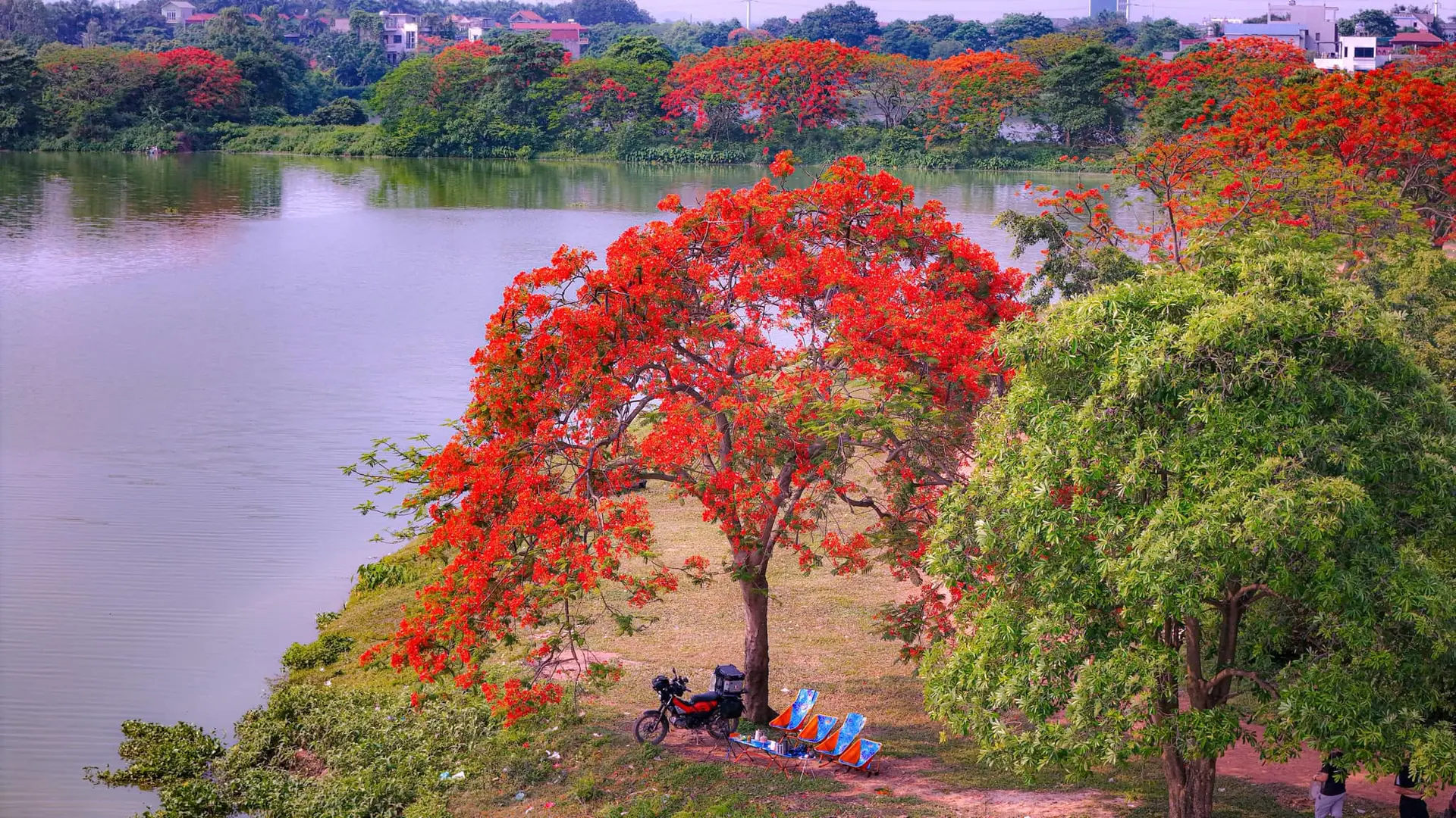 Đi giữa mùa hè ngước nhìn mùa hoa phượng đỏ rực trời Hà Nội