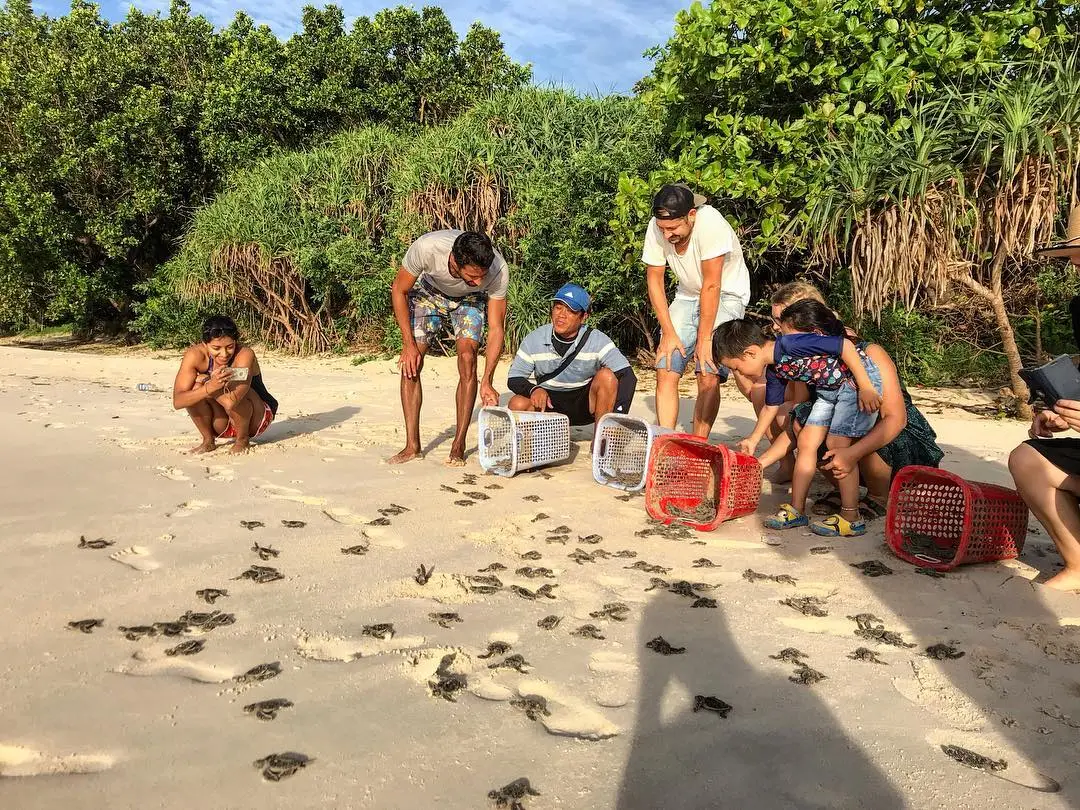 Bay Canh Island Côn Đảo - Trải nghiệm xem rùa đẻ trứng