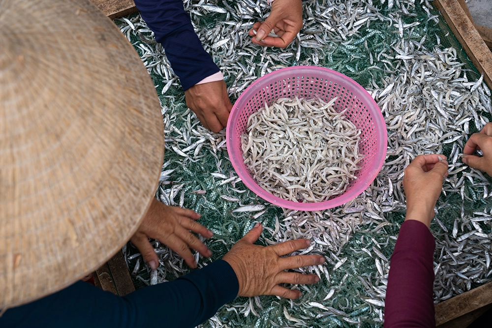 Sau khi phơi, cá đạt tiêu chuẩn được bán cho thương lái, còn lại làm nước mắm.	